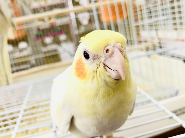 【最新画像更新☆☆】人気の白×黄色カラー！！　オカメインコ