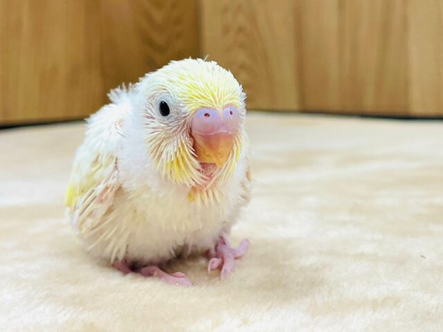 あどけないお顔がとってもキュート💓セキセイインコ（クリーム）ヒナ