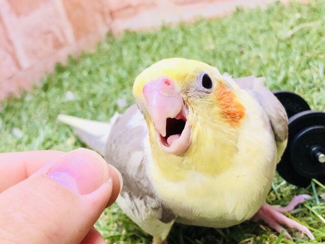 オカメインコ