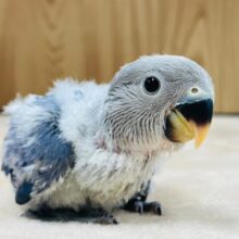 わた毛に包まれたかっこいい色合い💜コザクラインコ（バイオレット）ヒナ