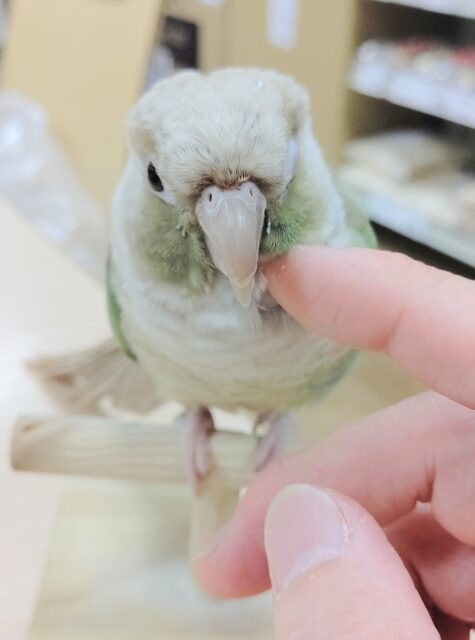 ホオミドリウロコインコ