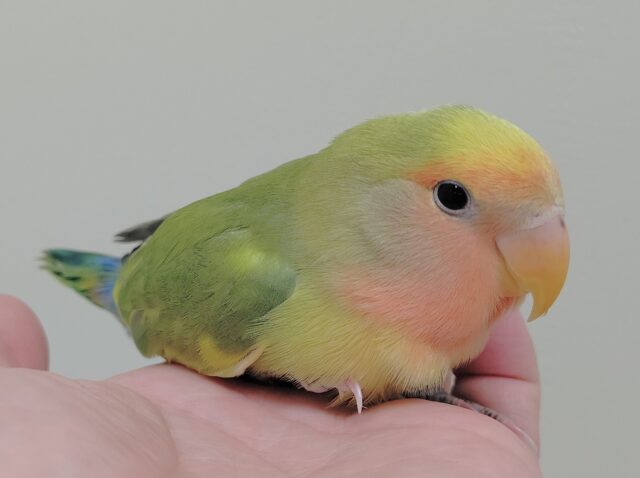 コザクラインコ（小桜インコ）