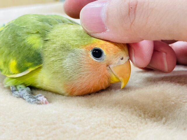 コザクラインコ（小桜インコ）