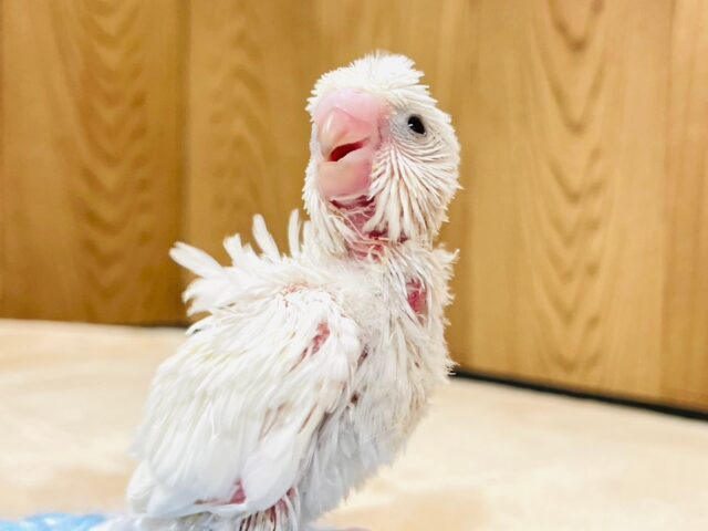 羽衣セキセイインコ