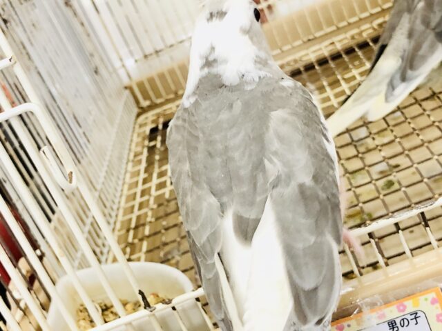 オカメインコ