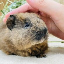 【最新画像更新🪄】動くぬいぐるみちゃん♡テディモルモット（男の子）