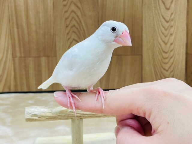 白文鳥