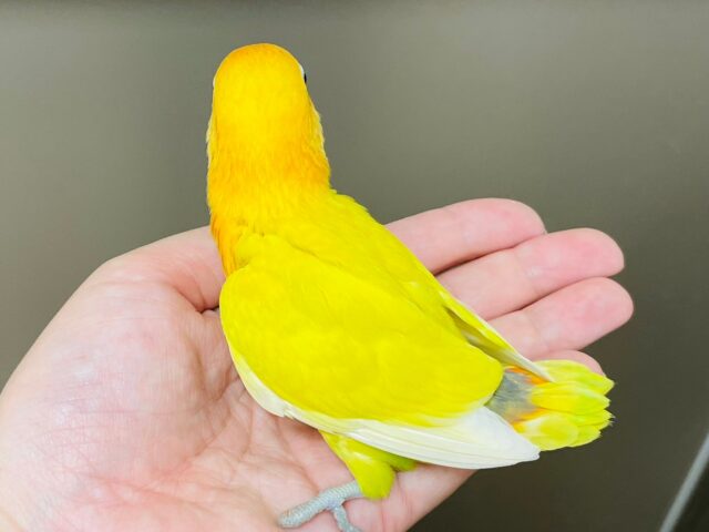 ヤマブキボタンインコ