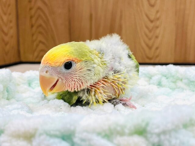 コザクラインコ（小桜インコ）