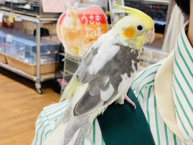 オカメインコ