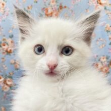 キリッとイケメン!!　ラグドールの男のコ 2024.5/29撮影