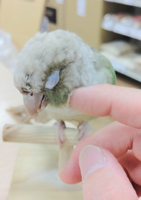 ホオミドリウロコインコ