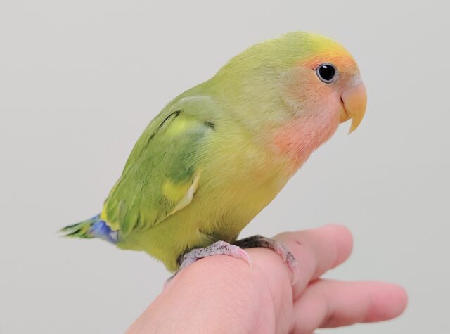 コザクラインコ（小桜インコ）