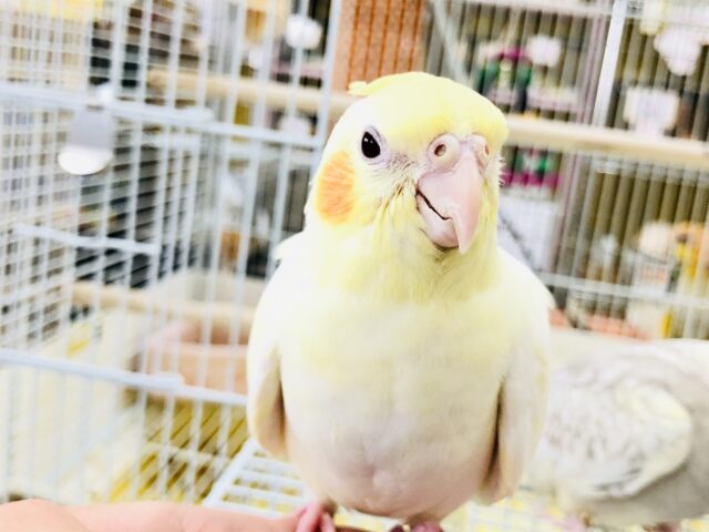 オカメインコ