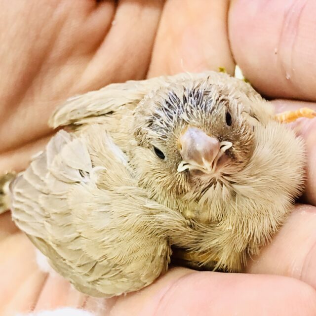 錦花鳥（キンカチョウ）