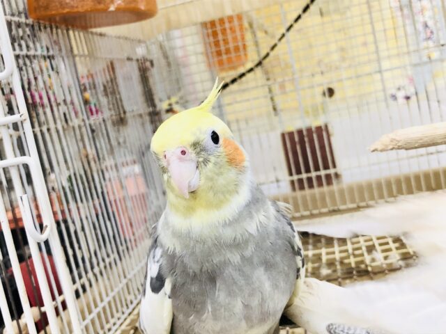 オカメインコ