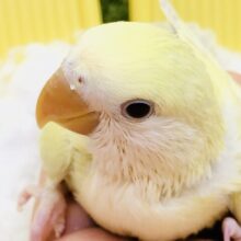 優しさにつつまれたなら？？　コザクラインコ