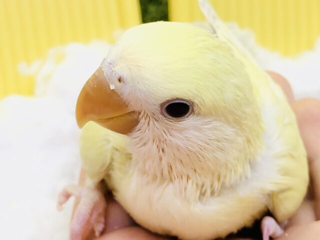 優しさにつつまれたなら？？　コザクラインコ