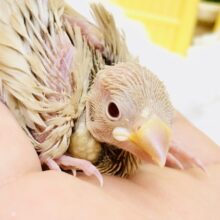 甘ーいカフェラテの誘惑☕　シナモン文鳥