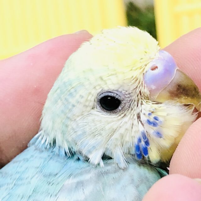 パクパク食欲が止まりません💦　セキセイインコ