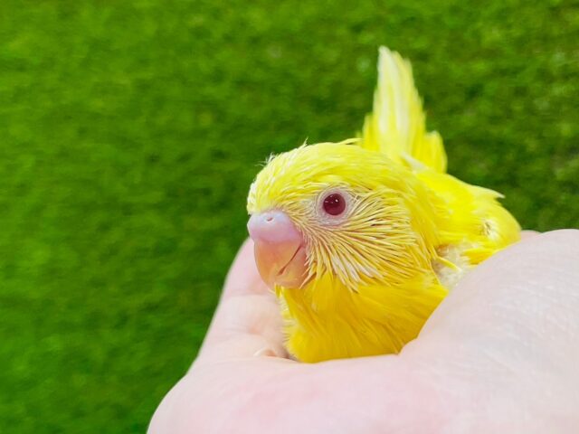 セキセイインコ