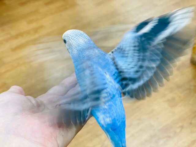 セキセイインコ