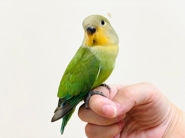 コザクラインコ（小桜インコ）