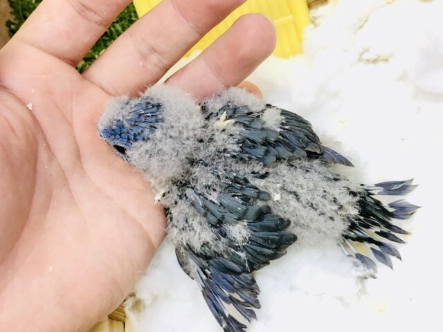 サザナミインコ