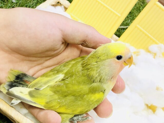 コザクラインコ（小桜インコ）