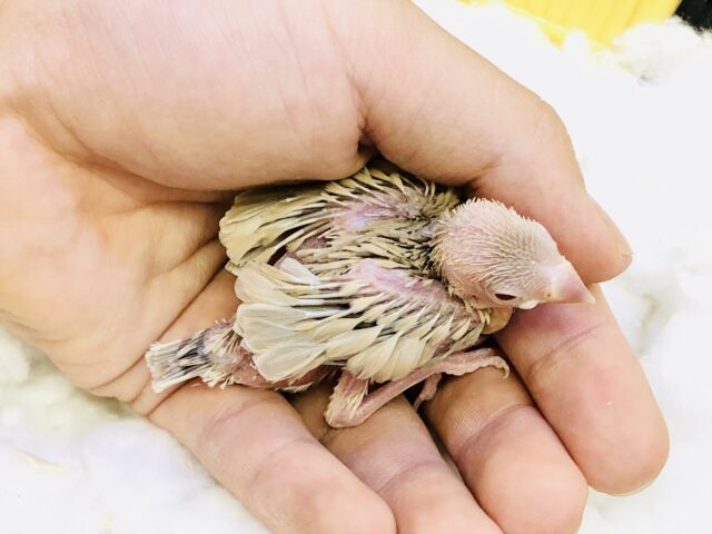 シナモン文鳥