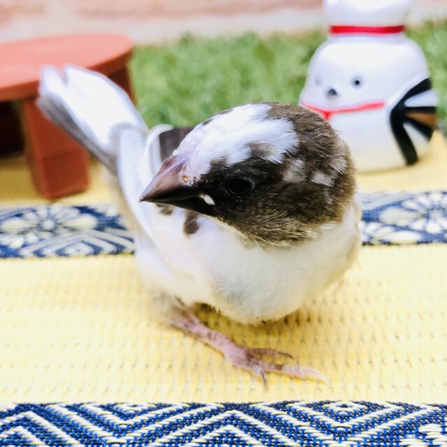 十姉妹（ジュウシマツ）