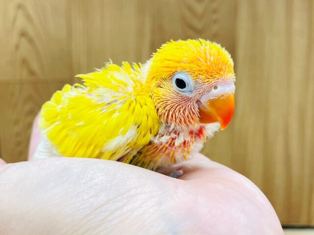 ヤマブキボタンインコ