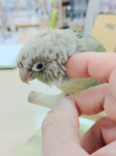 ホオミドリウロコインコ