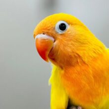 【最新画像更新🪄】鮮やかなカラーが目を惹きます♡ヤマブキボタンインコ　ヒナ