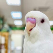 【最新画像更新🪄】真っ白なカラーに赤目が人気♡セキセイインコ（アルビノ）
