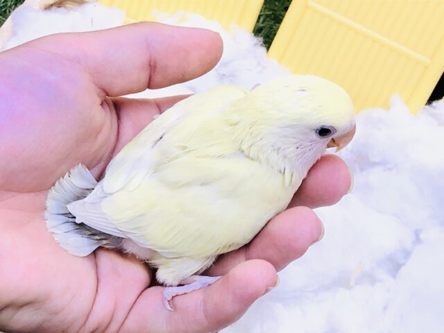 コザクラインコ（小桜インコ）