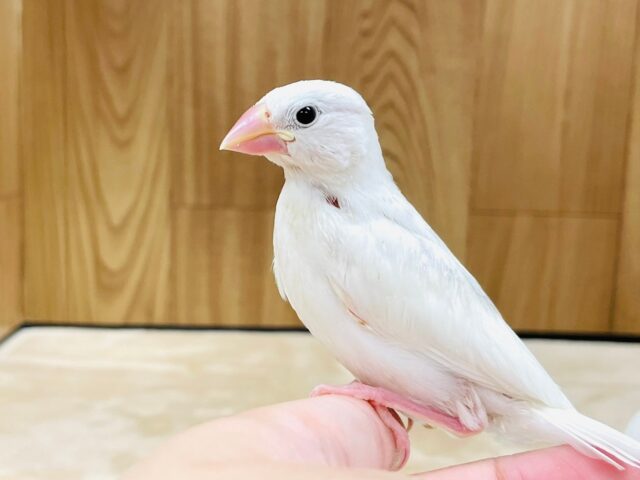 白文鳥