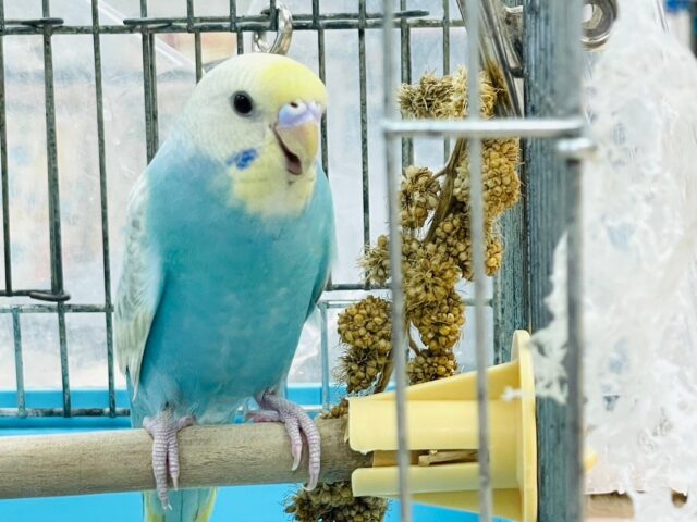 セキセイインコ