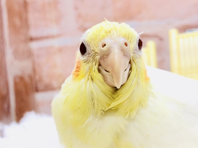 オカメインコ