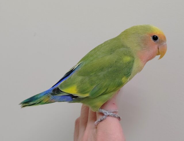 コザクラインコ（小桜インコ）