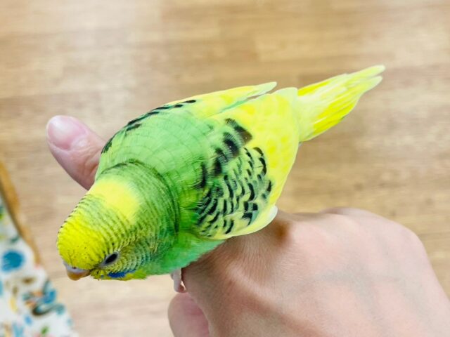 セキセイインコ