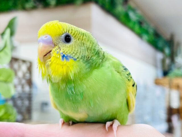 セキセイインコ