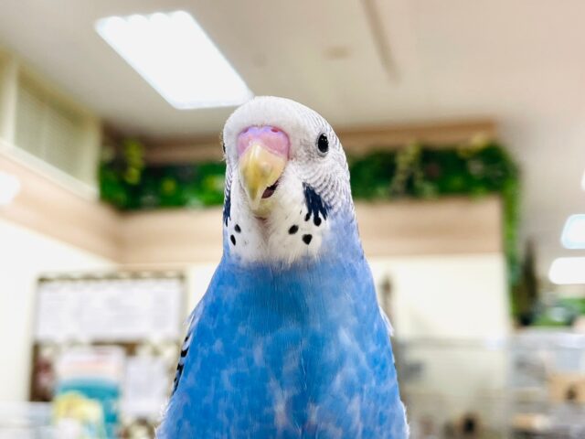 セキセイインコ