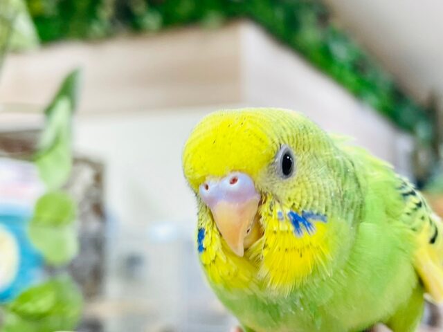 セキセイインコ