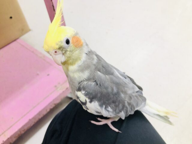 オカメインコ