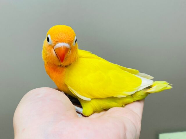 ヤマブキボタンインコ