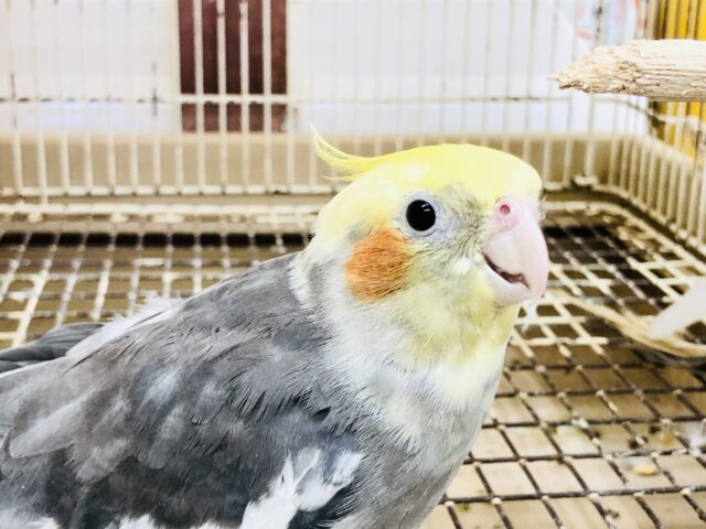 オカメインコ