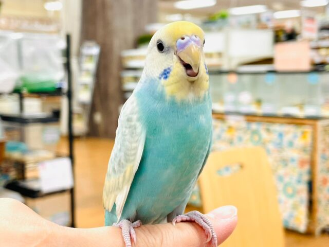 セキセイインコ