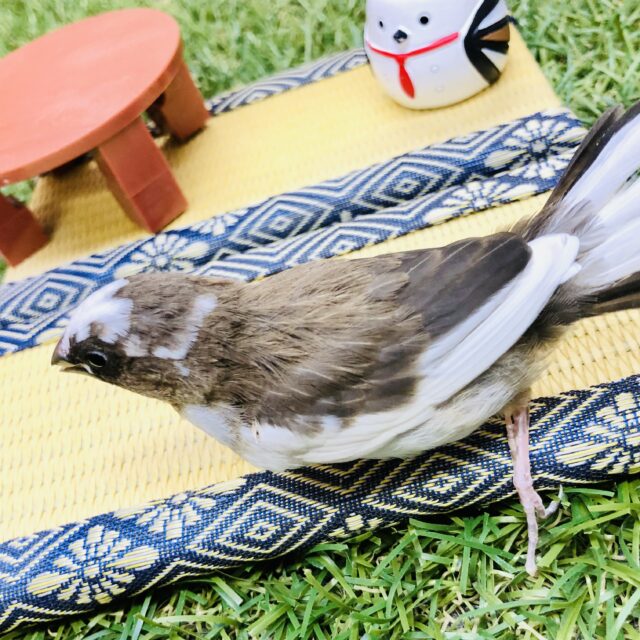 十姉妹（ジュウシマツ）