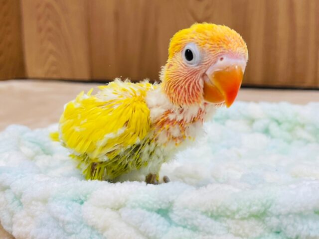 ヤマブキボタンインコ